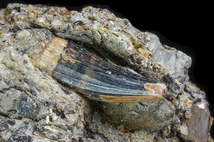 Fossil Crocodile Tooth In Stone - Aguja Formation, Texas #116539